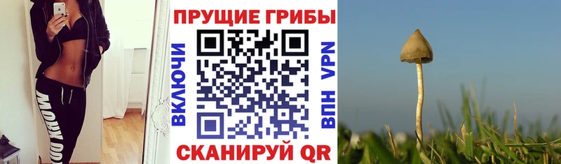 Галлюциногенные грибы Psilocybe  Судак 